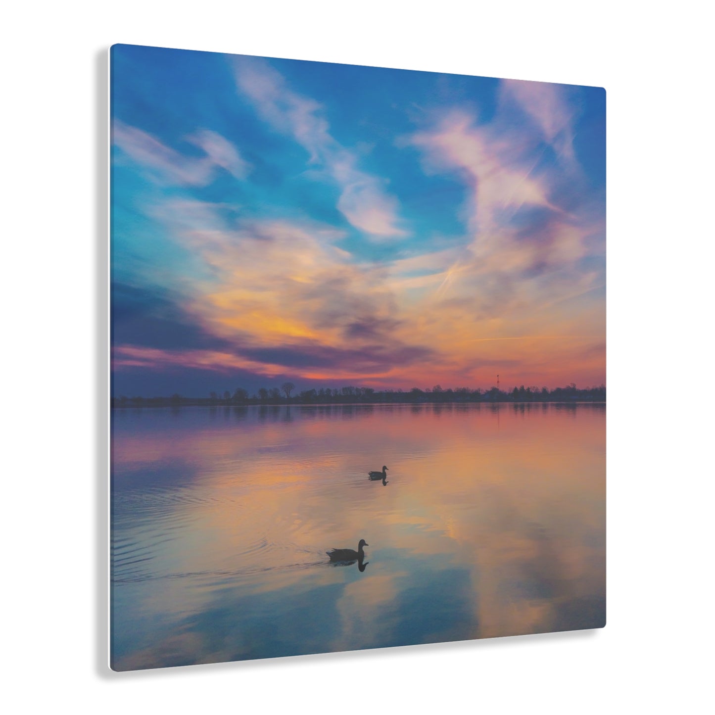 Tranquil Dawn: Mallard Ducks Grace the St. Clair River